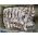 4-Beef Back ribs Choice excel5